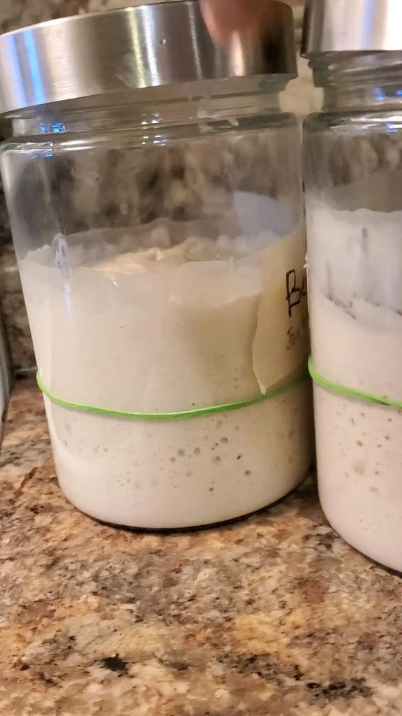 This picture depicts two jars of sourdough starter